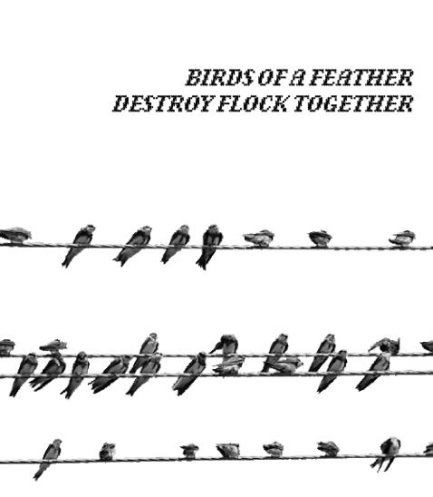 Birds of a Feather Flock Together cover